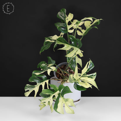 Rhaphidophora Tetrasperma Variegated