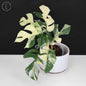 Rhaphidophora Tetrasperma Variegated