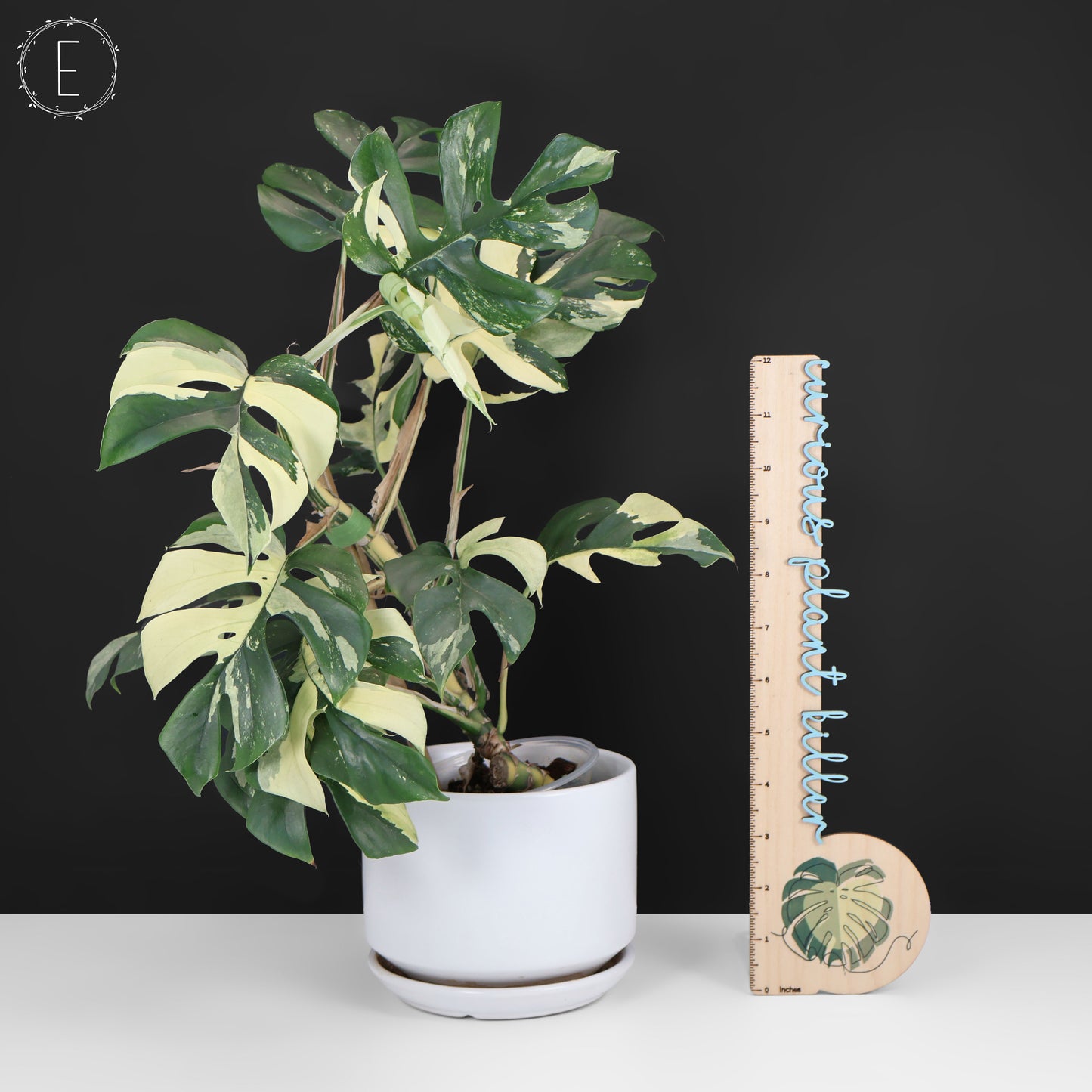 Rhaphidophora Tetrasperma Abigarrada