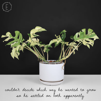 Rhaphidophora Tetrasperma Variegated