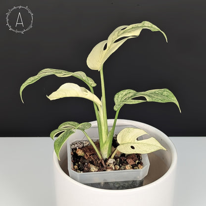 Rhaphidophora Tetrasperma White Monster