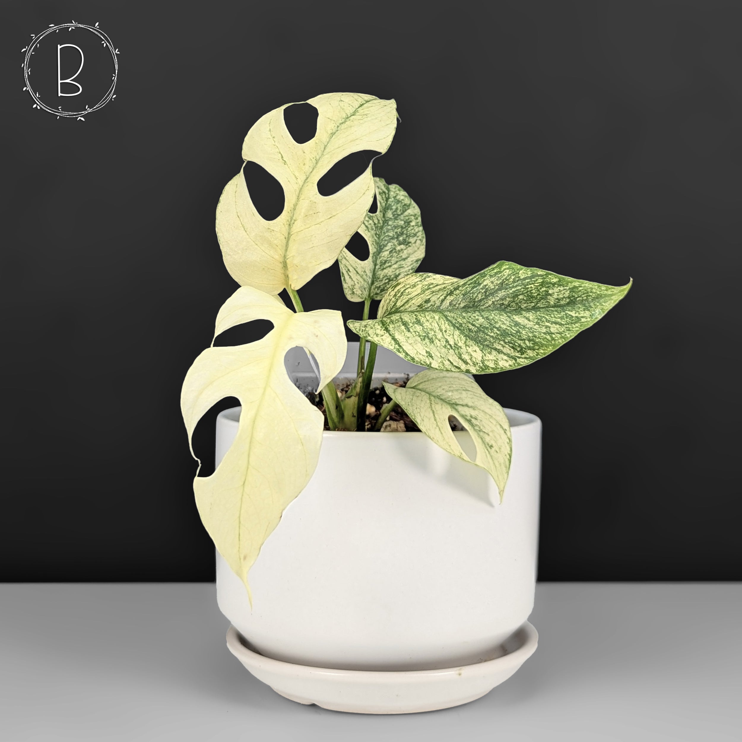 Rhaphidophora tetrasperma white monster ラフィドフォラ・テトラ