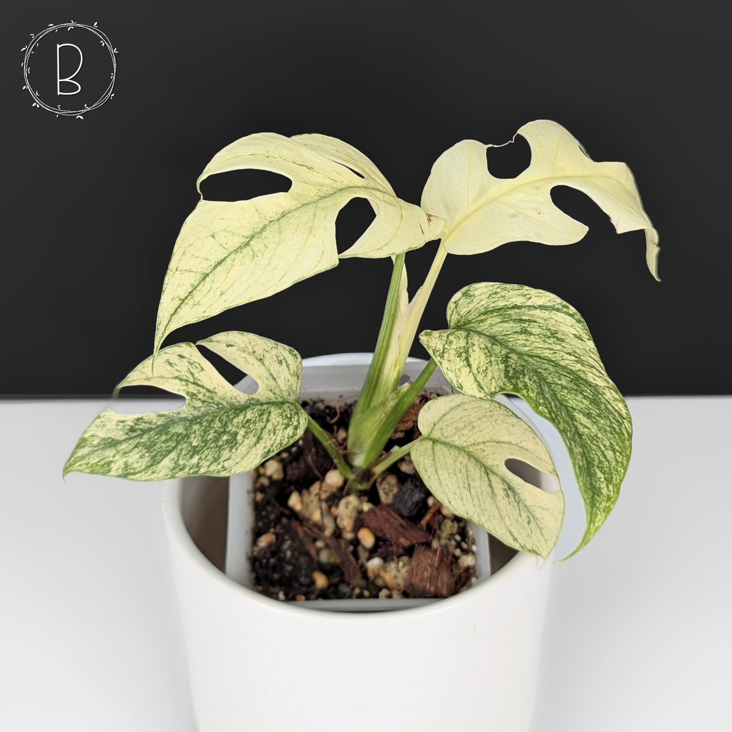 Rhaphidophora Tetrasperma White Monster