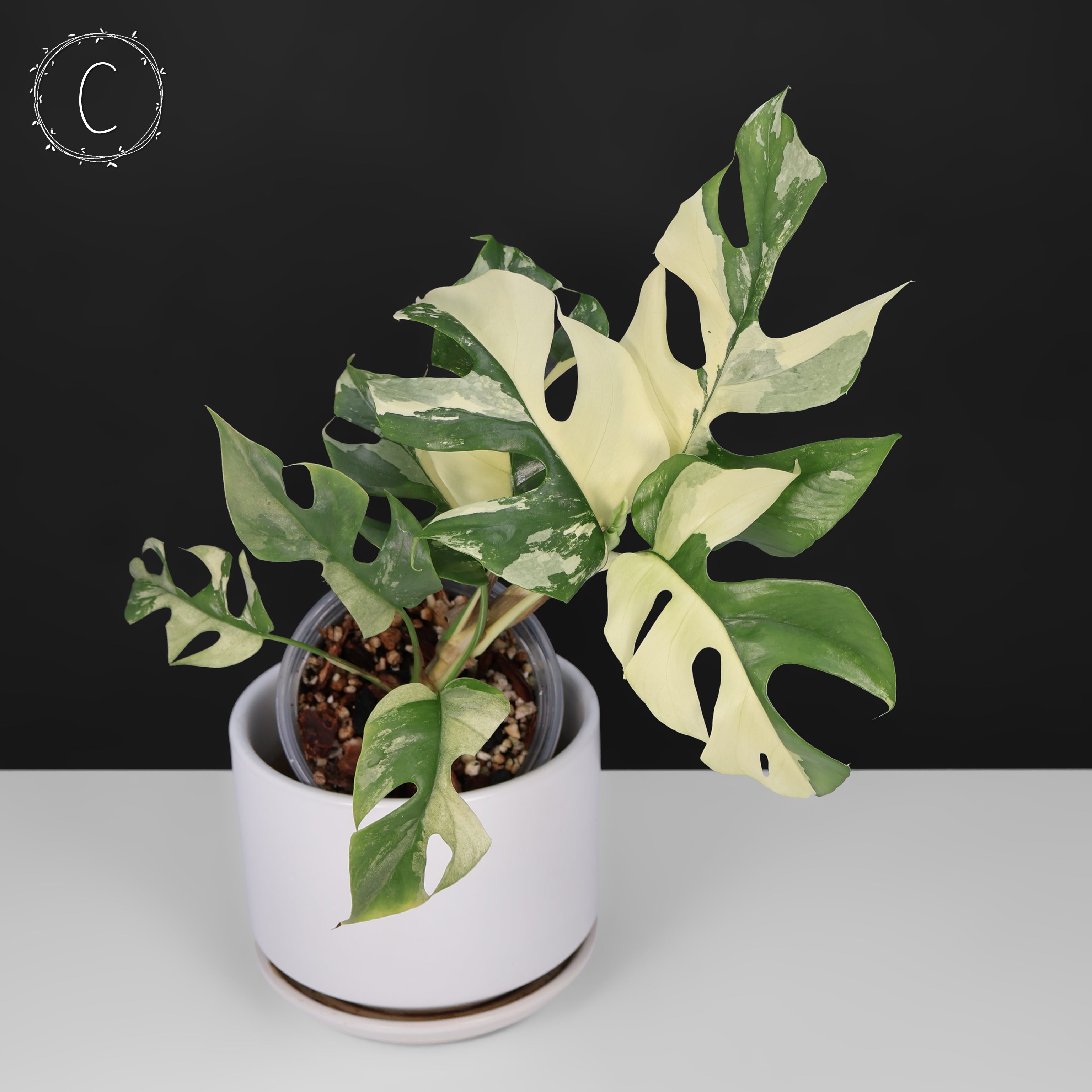 Rhaphidophora Tetrasperma Variegated – Curious Plant Killer