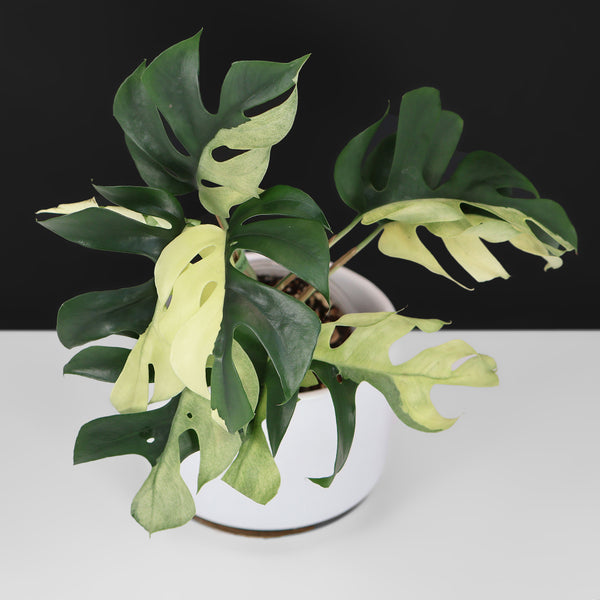 Rhaphidophora Tetrasperma Variegated