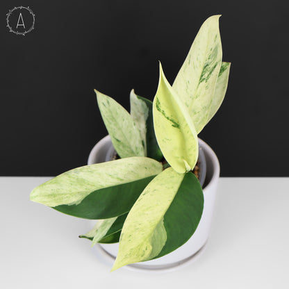 Rhaphidophora Elliptifolia Abigarrada