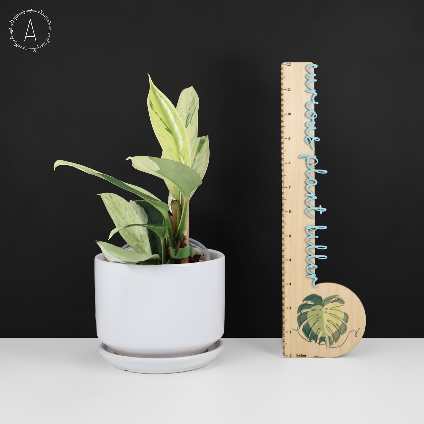 Rhaphidophora Elliptifolia Abigarrada