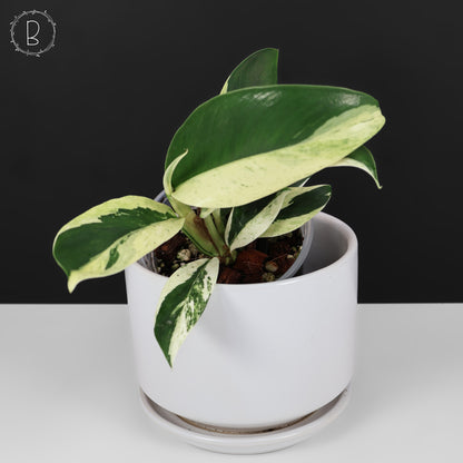 Rhaphidophora Elliptifolia Abigarrada