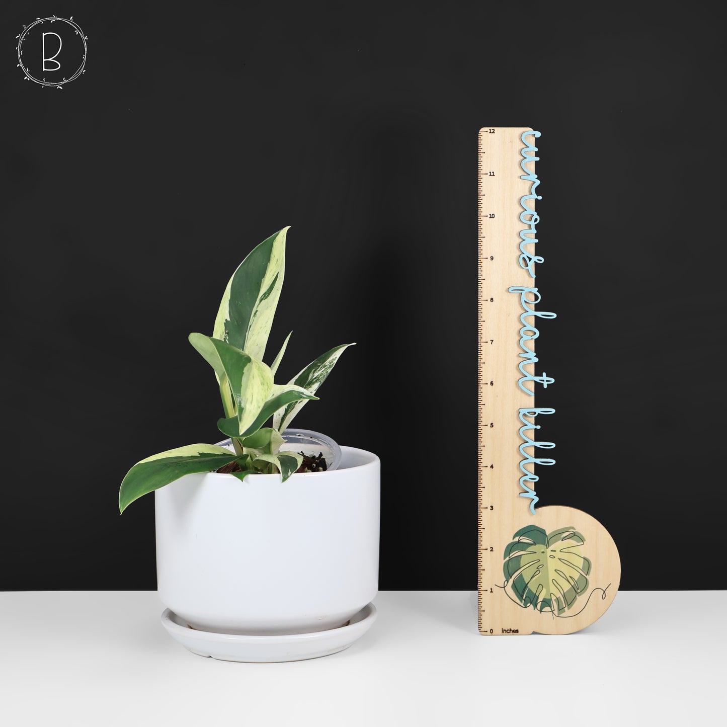 Rhaphidophora Elliptifolia Abigarrada