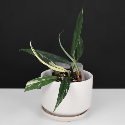 Rhaphidophora Lobbii Schott Variegated