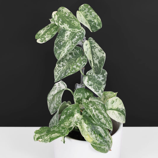 Cocodrilo Scindapsus Argyraeus