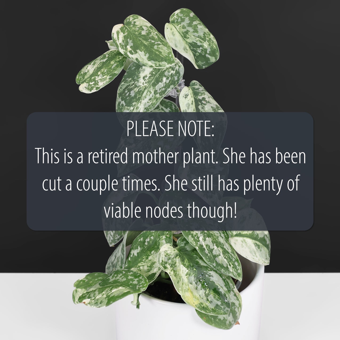 Cocodrilo Scindapsus Argyraeus