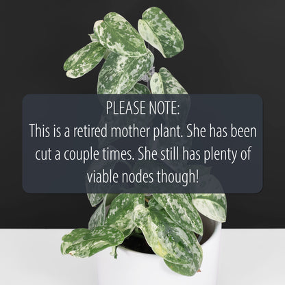 Cocodrilo Scindapsus Argyraeus