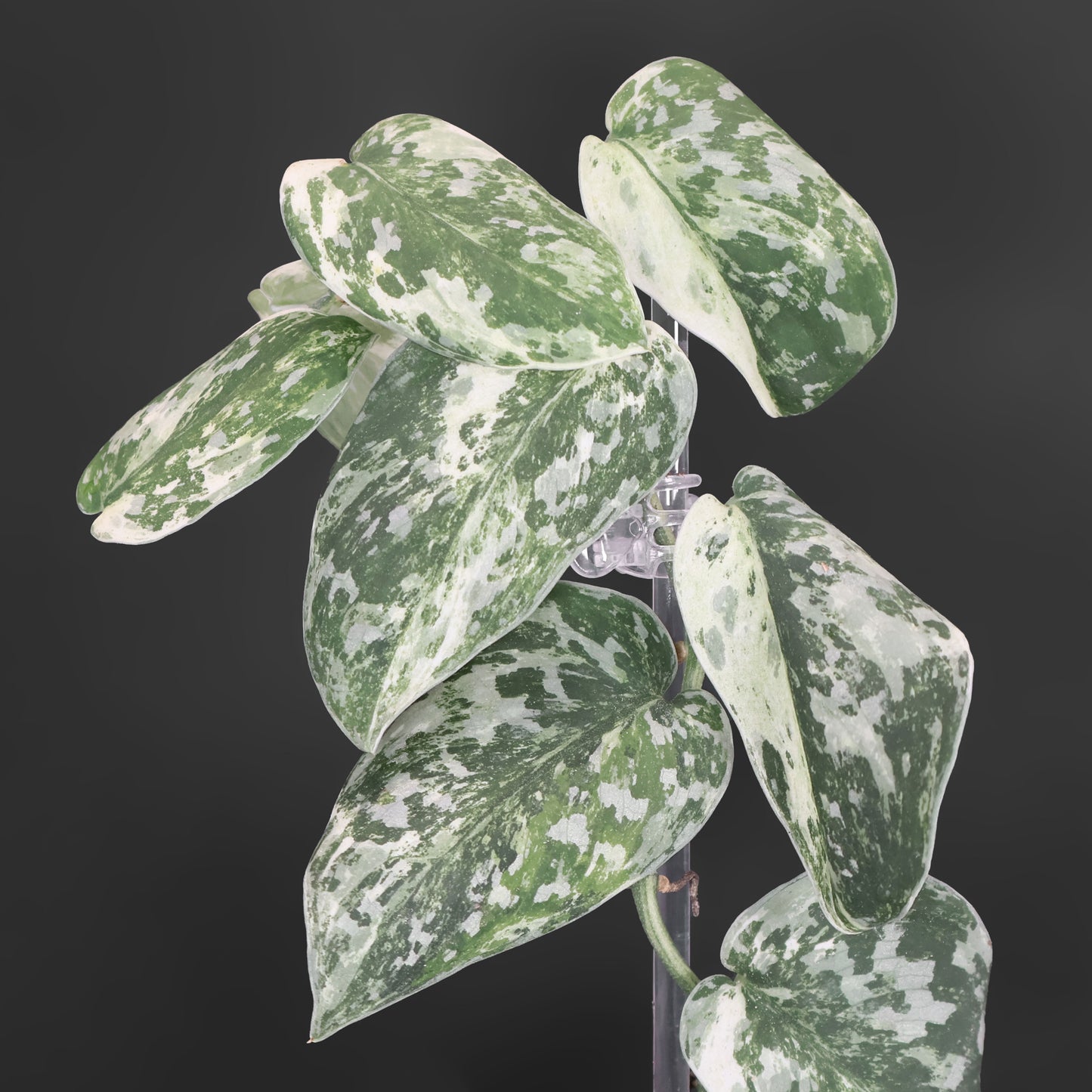 Cocodrilo Scindapsus Argyraeus