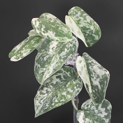 Cocodrilo Scindapsus Argyraeus