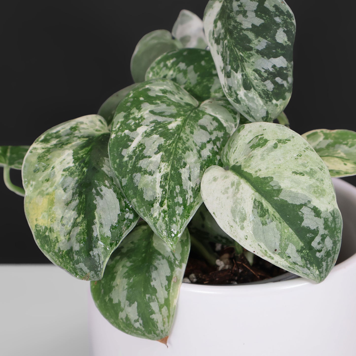 Cocodrilo Scindapsus Argyraeus