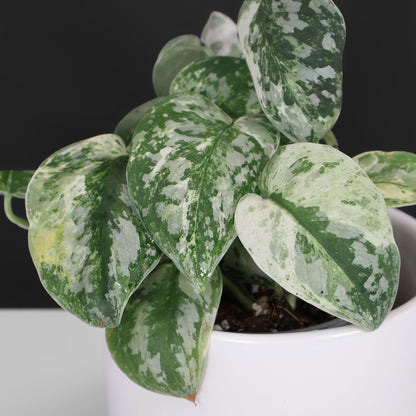 Cocodrilo Scindapsus Argyraeus