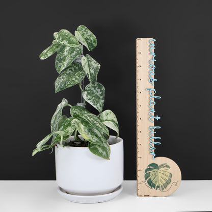 Cocodrilo Scindapsus Argyraeus