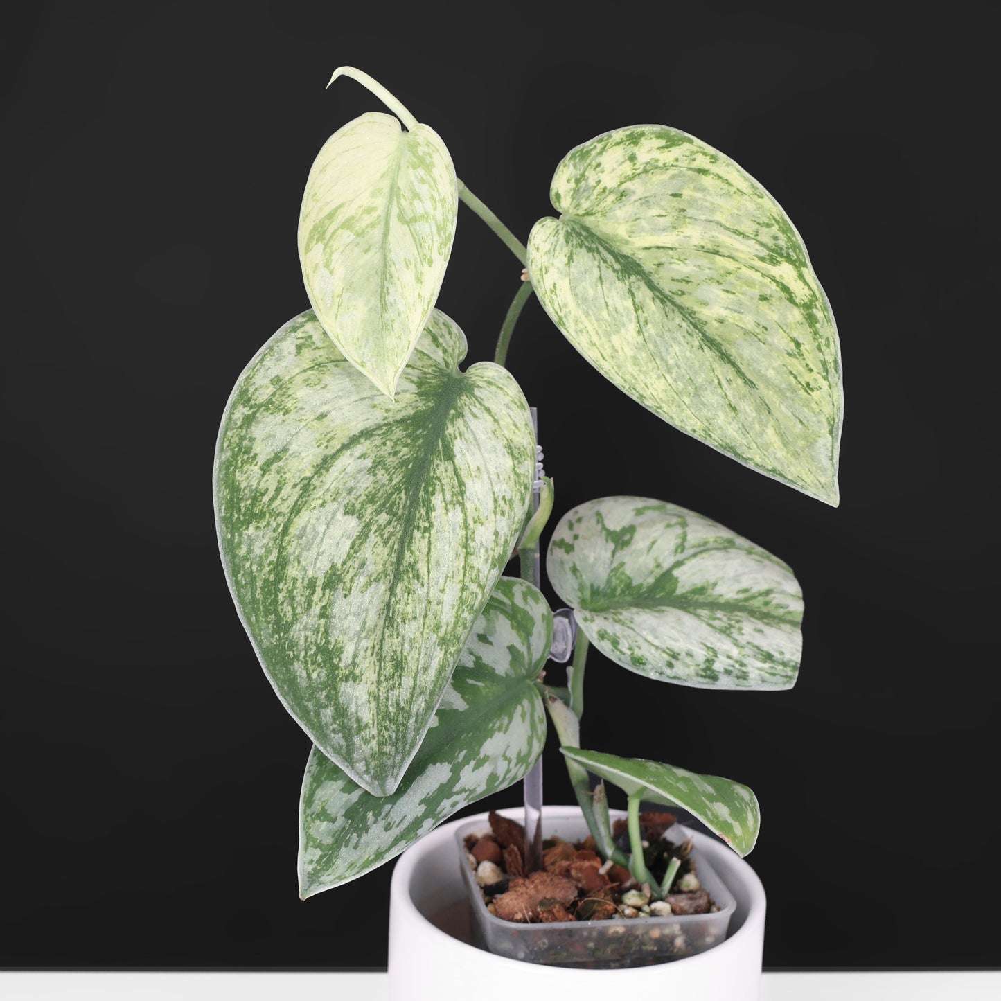Scindapsus Hologram