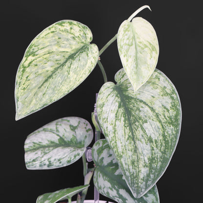 Scindapsus Hologram