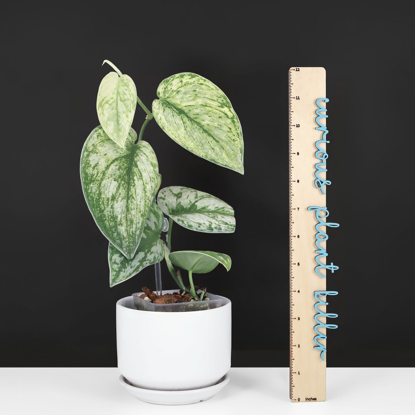 Scindapsus Hologram