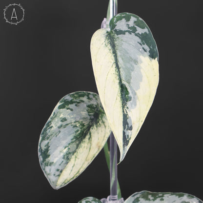 Scindapsus Mariposa