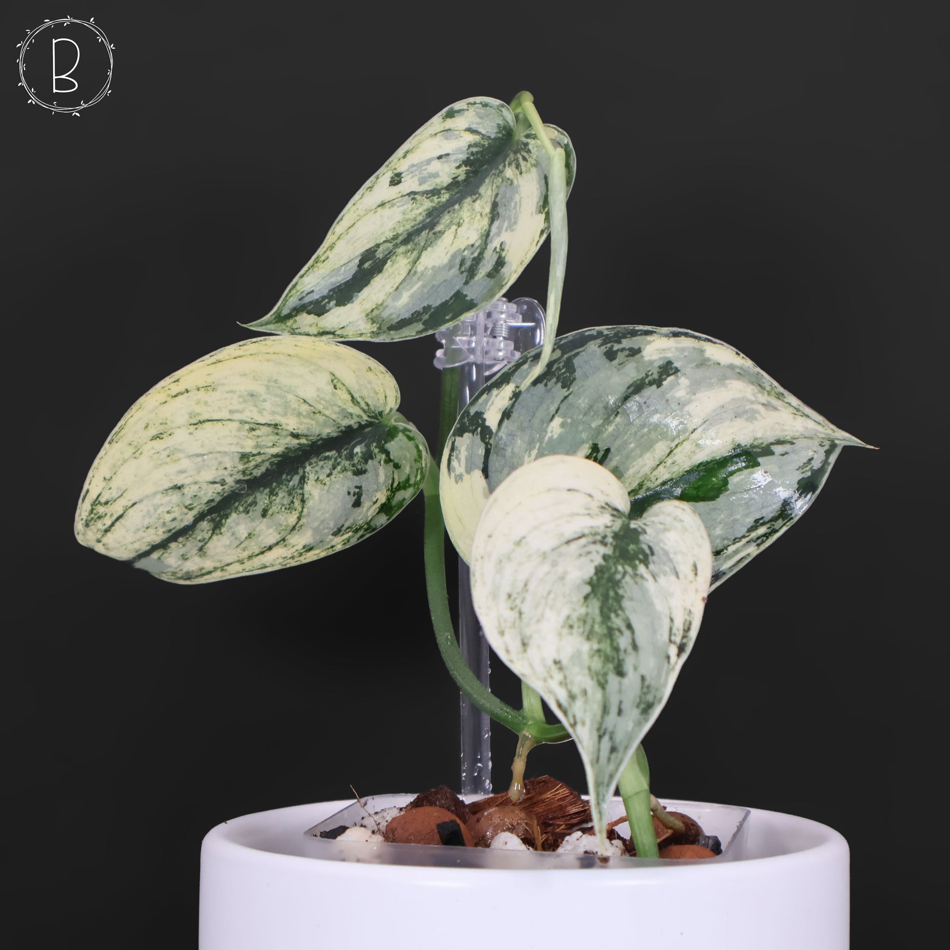 philodendron brandtianum vs scindapsus exotica Scindapsus Mariposa – Curious Plant Killer
