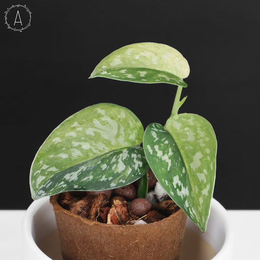 Scindapsus Matcha