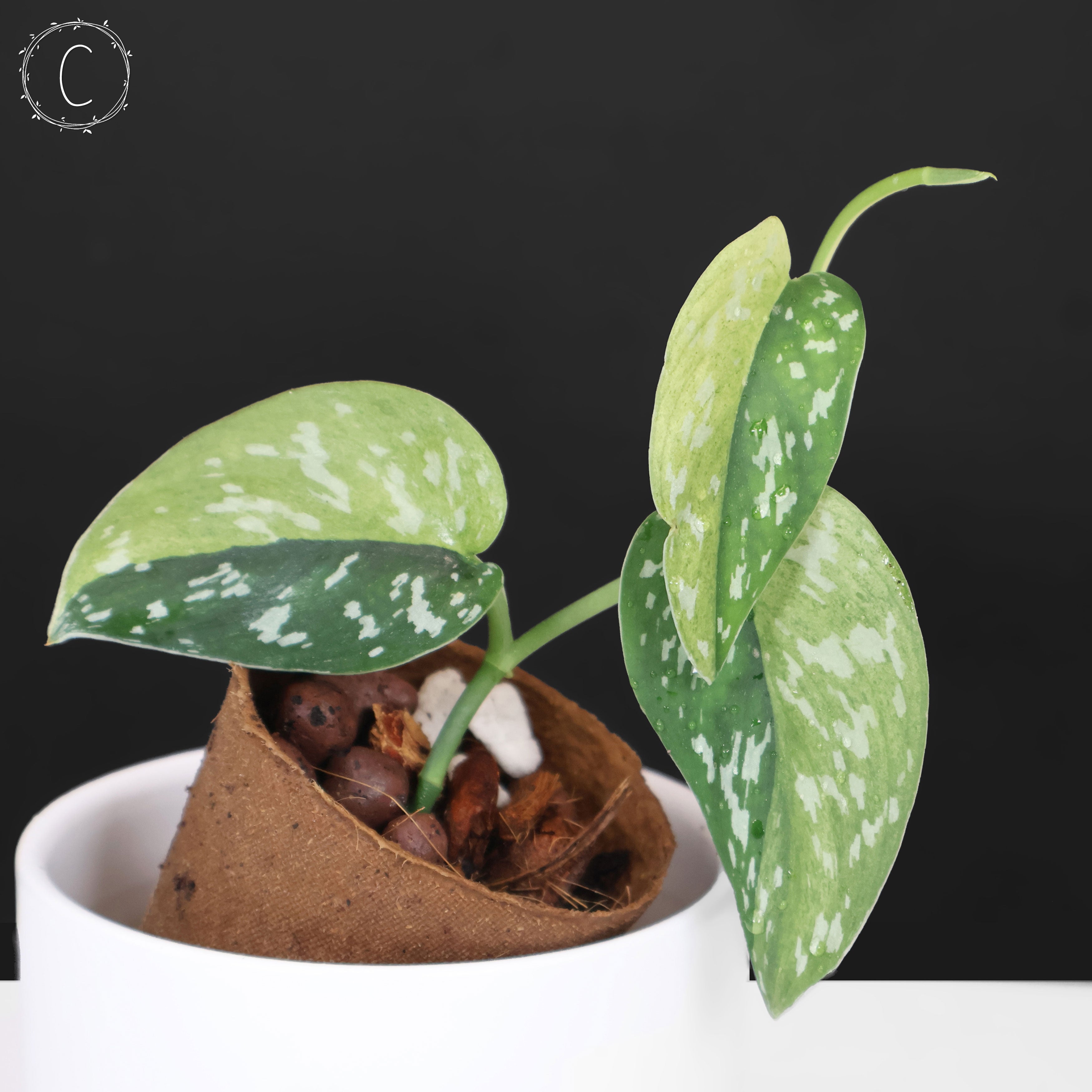 専用　Scindapsus Matcha 2株 Scindapsus Matcha – Curious Plant Killer