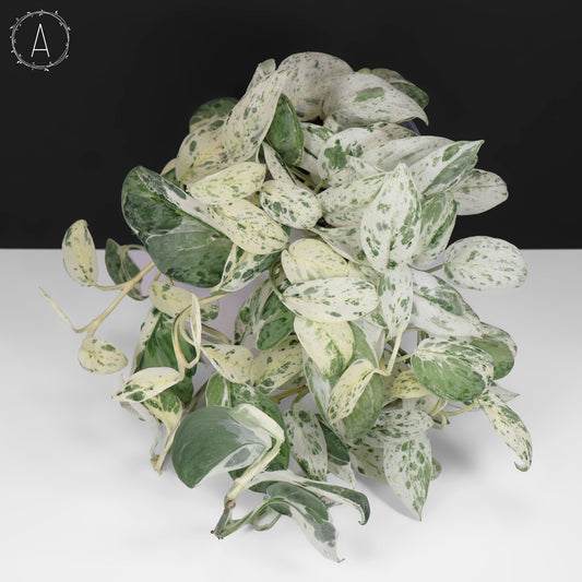 Scindapsus Salamount