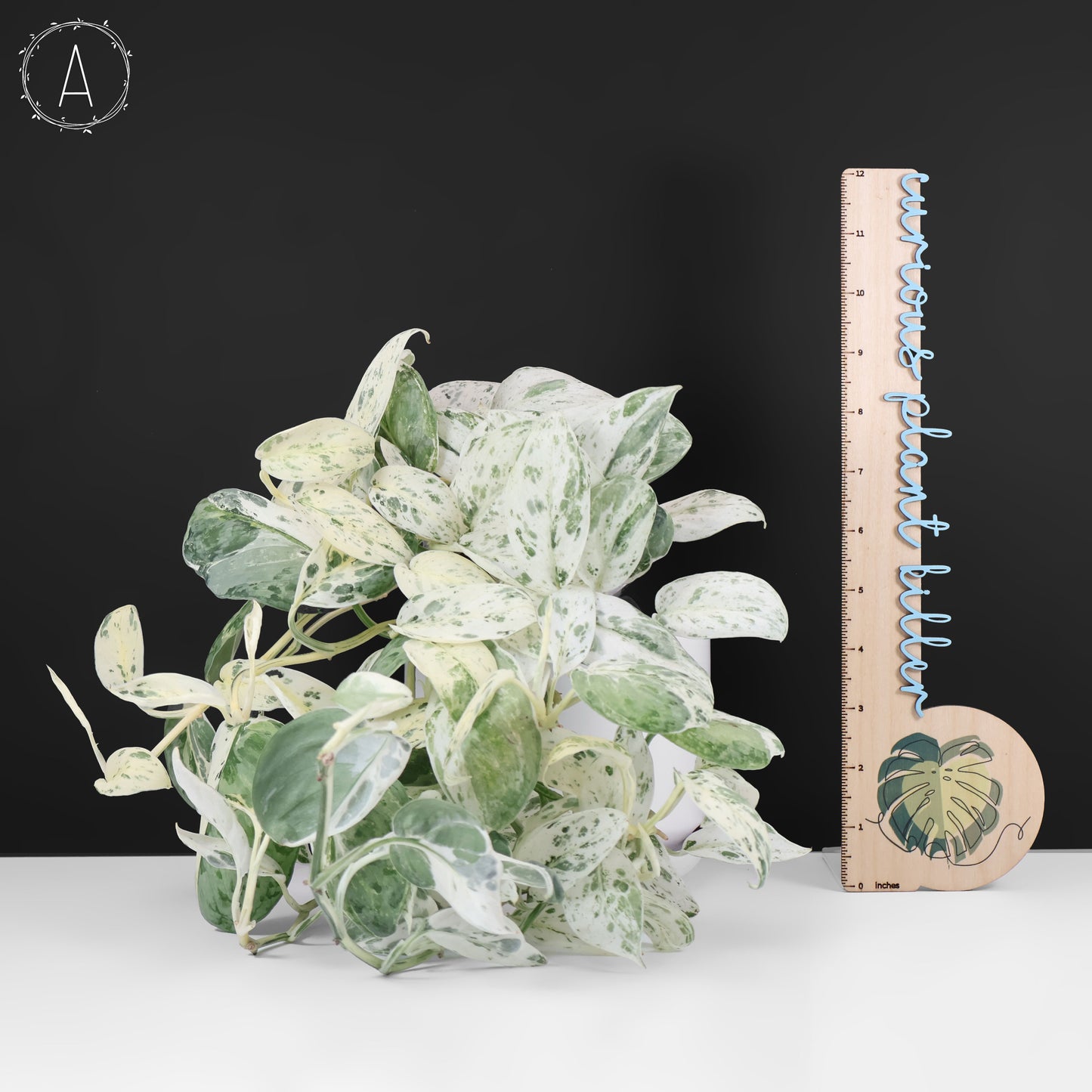Scindapsus Salamount