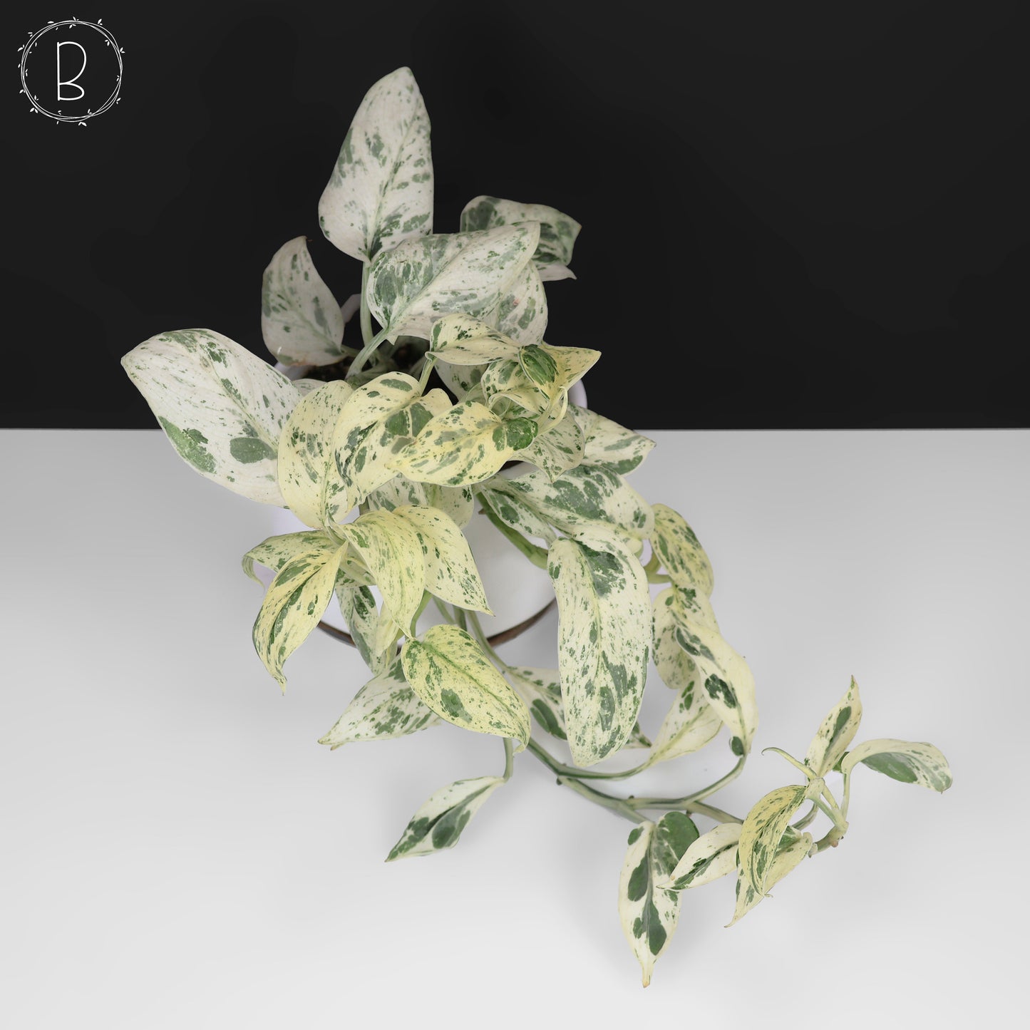 Scindapsus Salamount