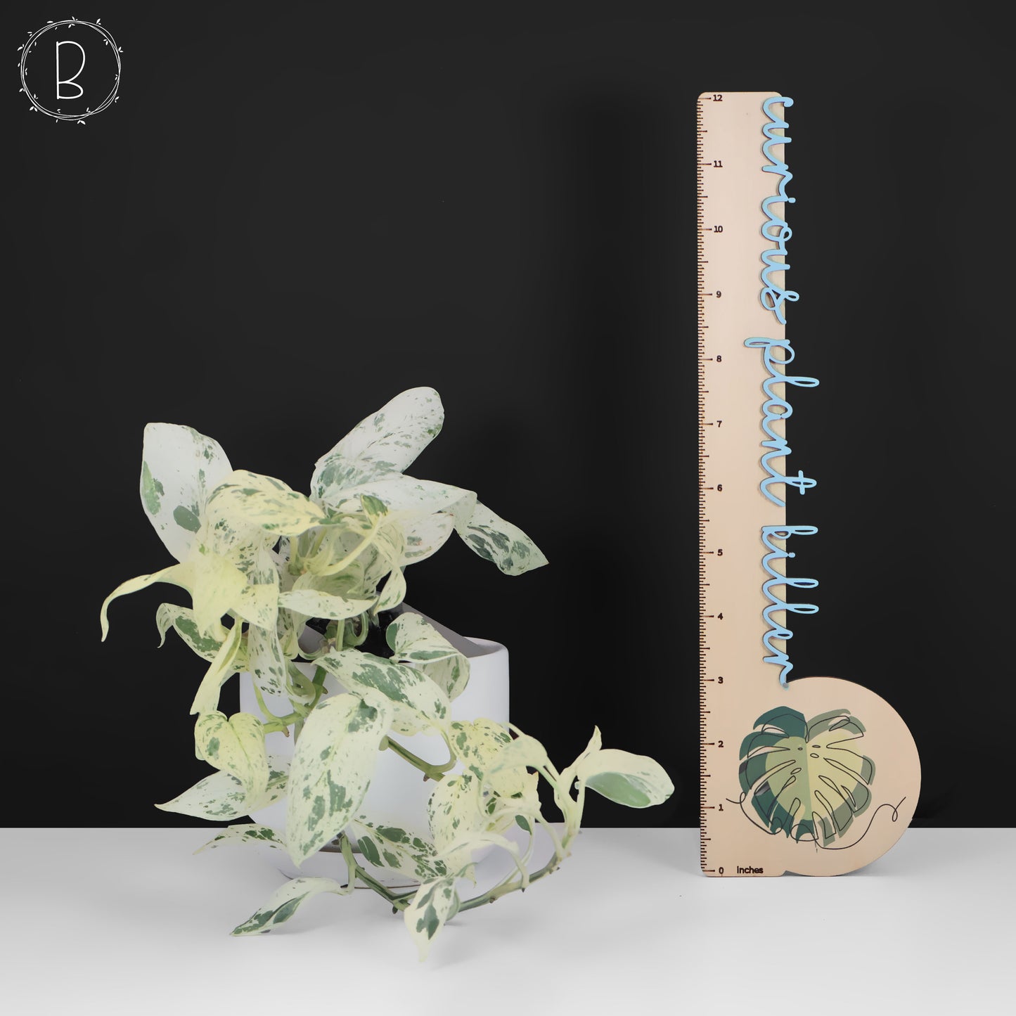 Scindapsus Salamount
