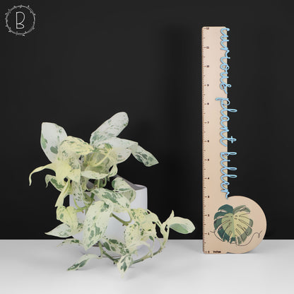 Scindapsus Salamount