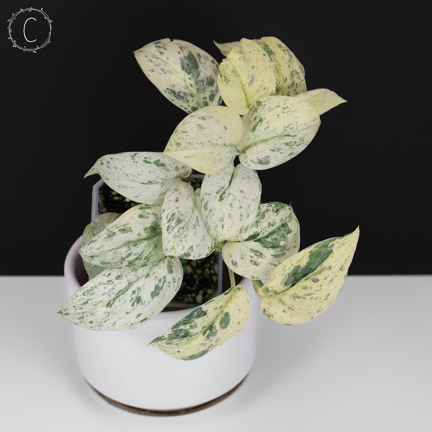 Scindapsus Salamount