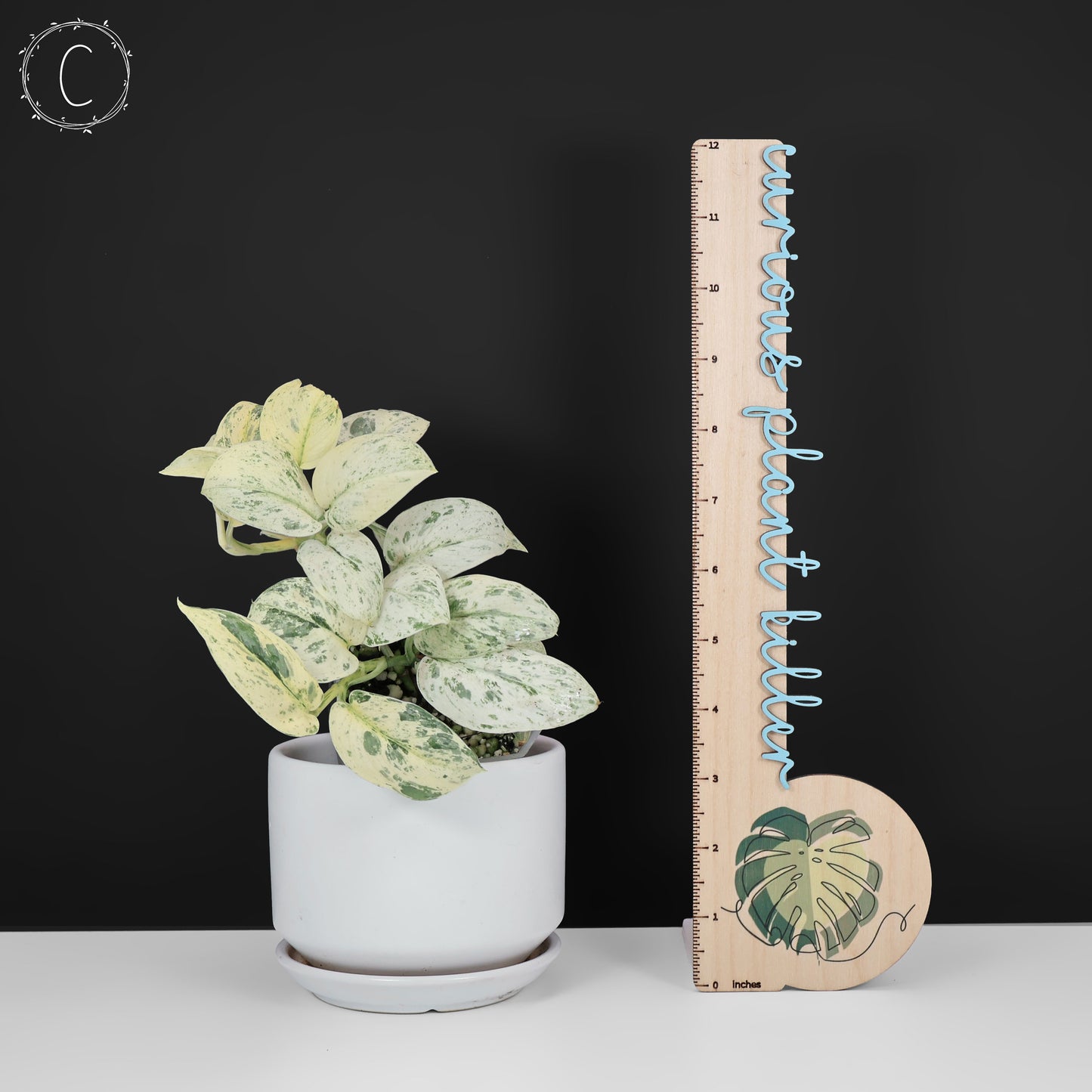 Scindapsus Salamount