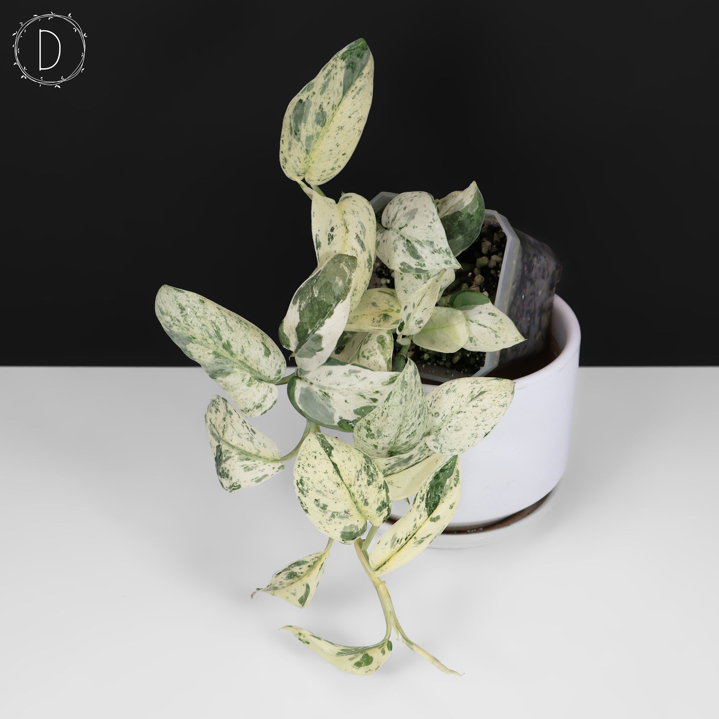 Scindapsus Salamount