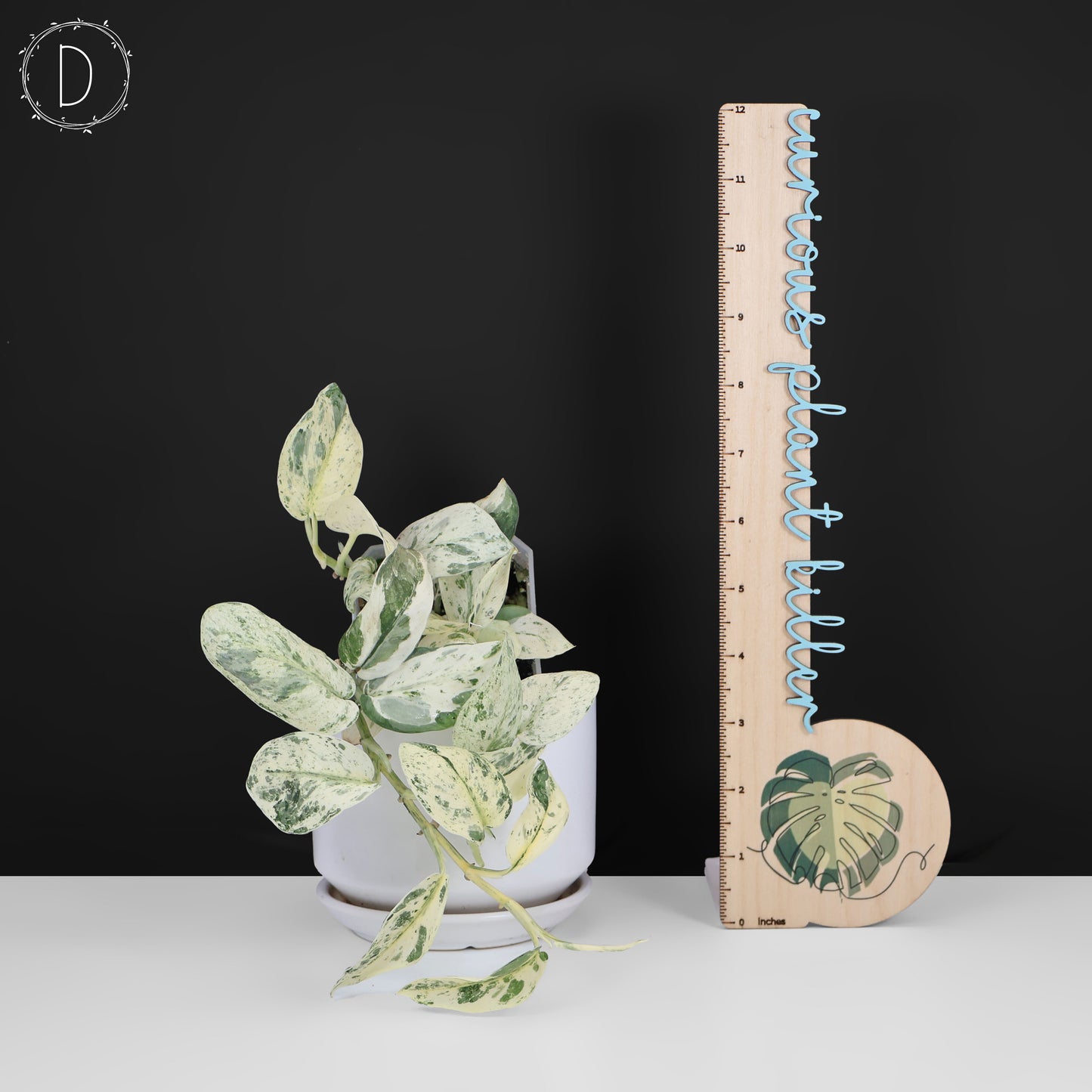 Scindapsus Salamount