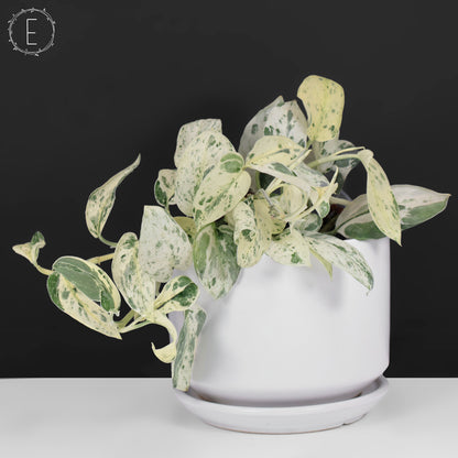 Scindapsus Salamount
