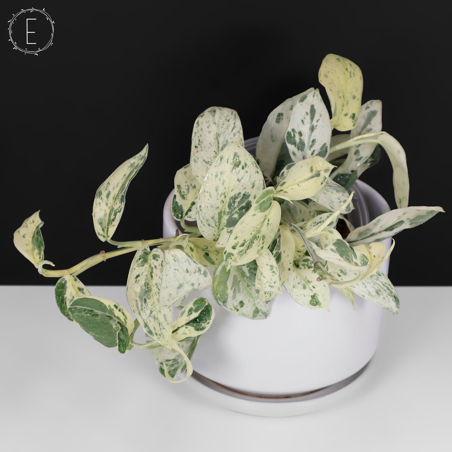 Scindapsus Salamount