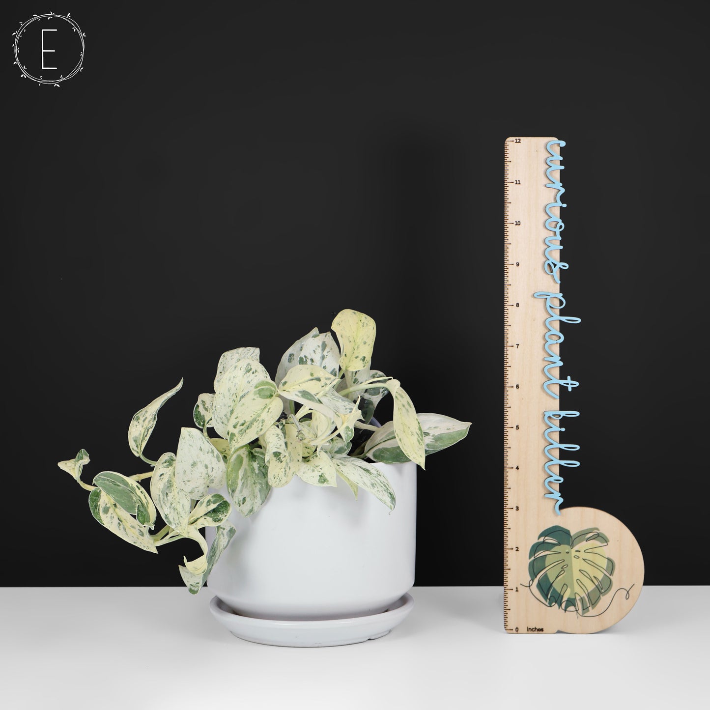Scindapsus Salamount