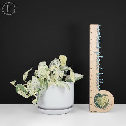 Scindapsus Salamount