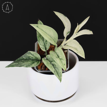 Scindapsus Superstar
