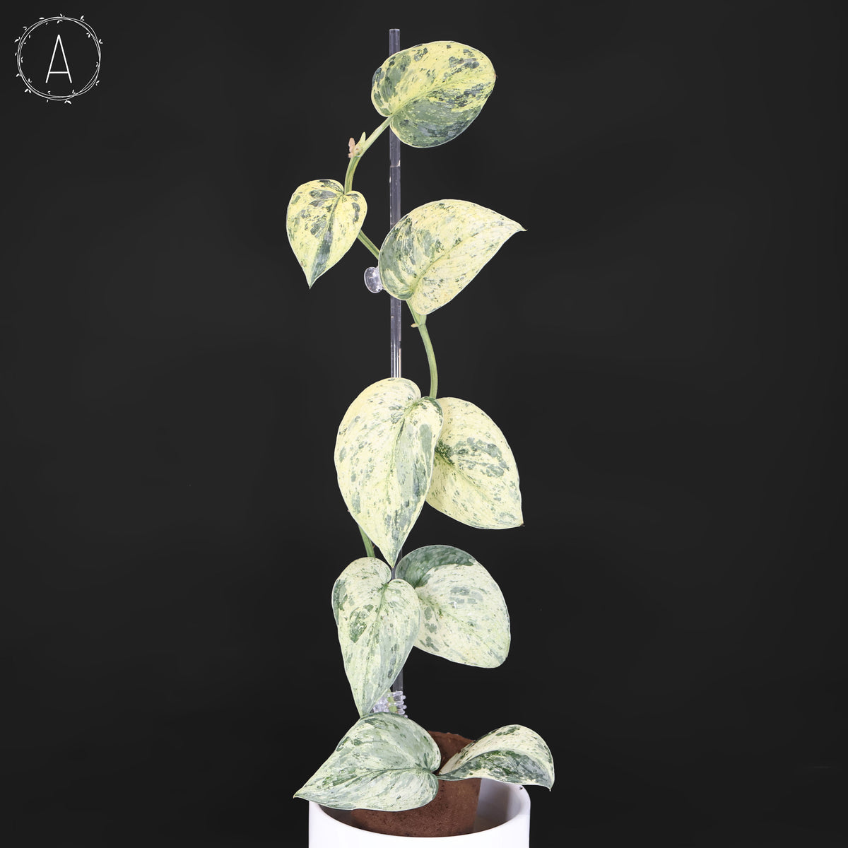 Scindapsus Tembaga (Mutation)