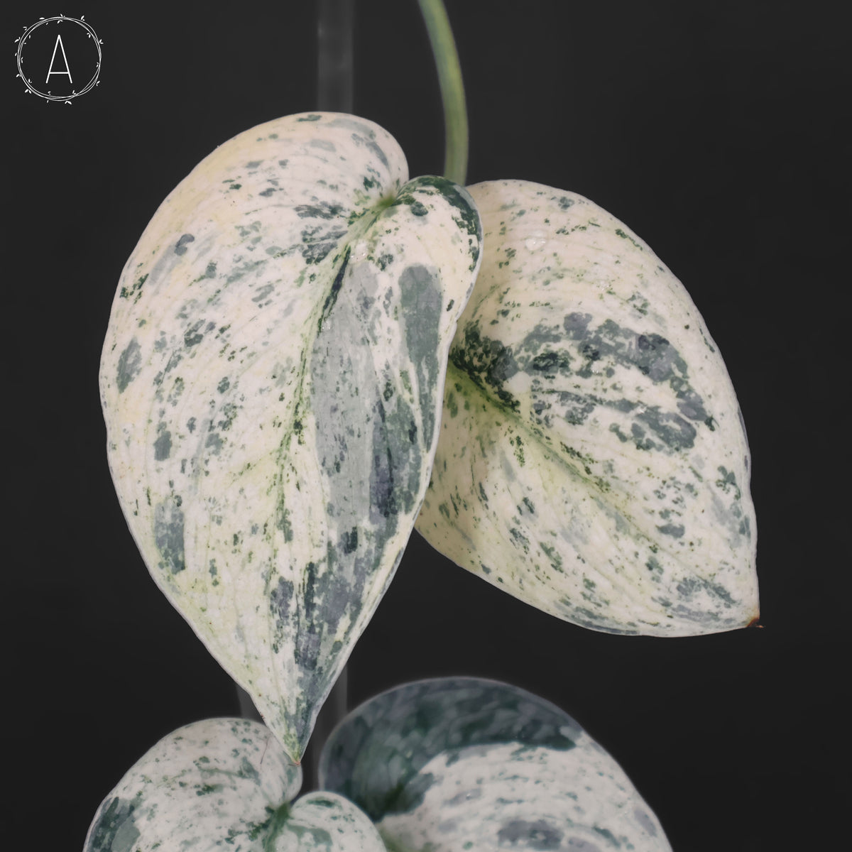 Scindapsus Tembaga (Mutation)
