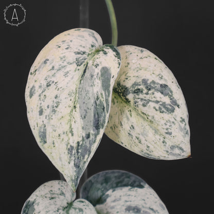 Scindapsus Tembaga (Mutation)