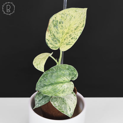 Scindapsus Tembaga (Mutation)