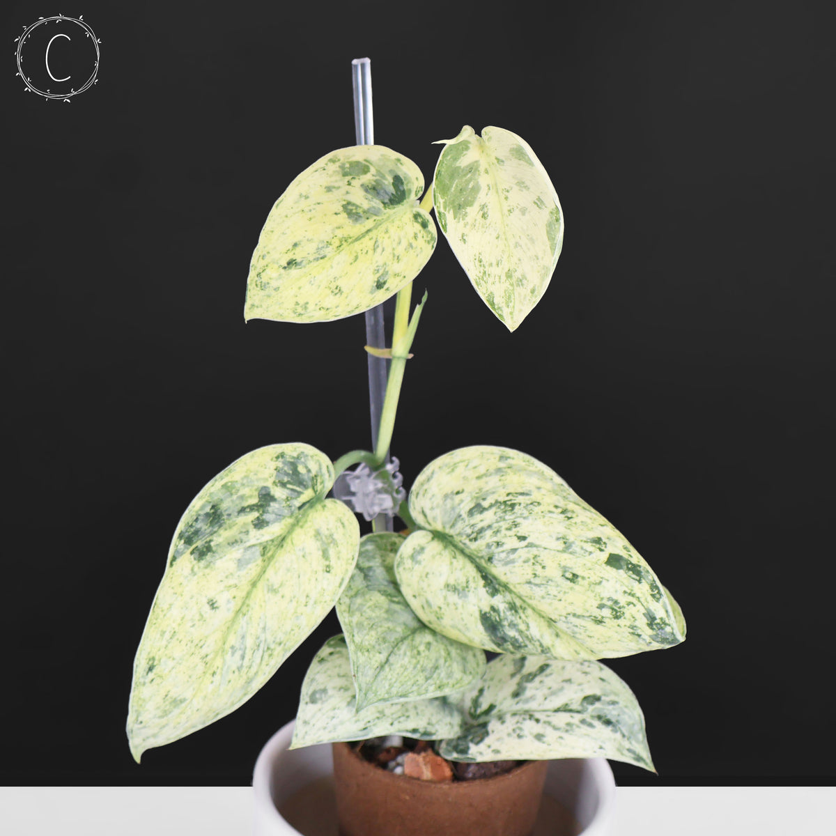 Scindapsus Tembaga (Mutation)