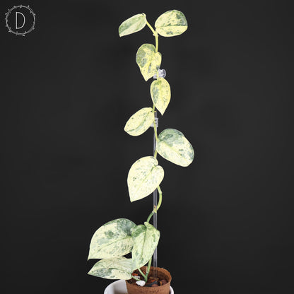 Scindapsus Tembaga (Mutation)