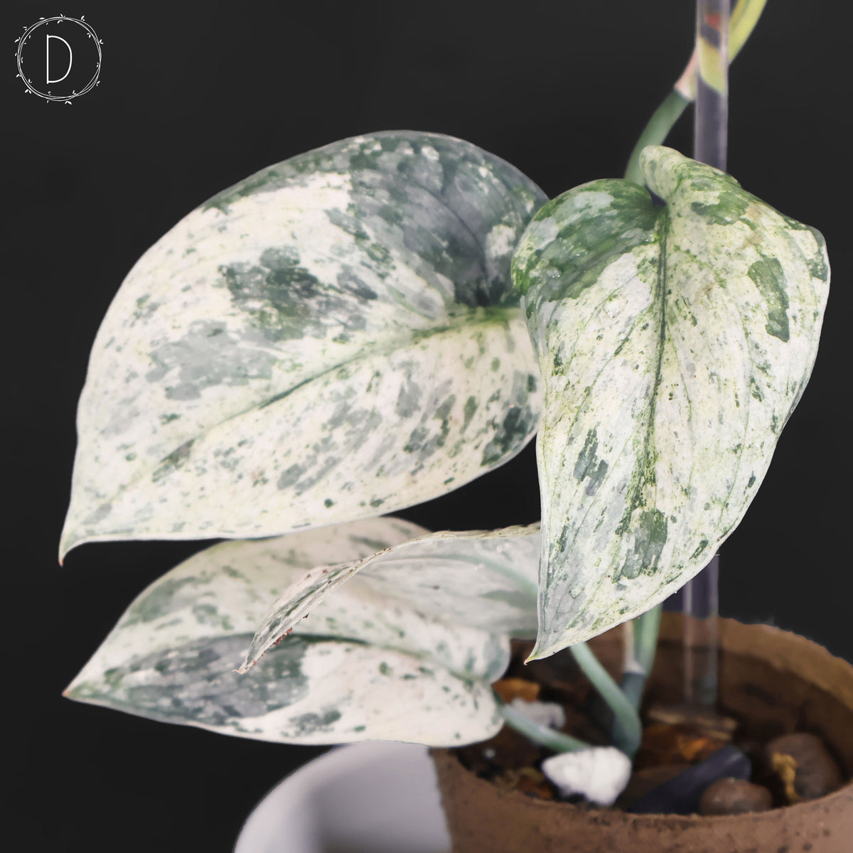 Scindapsus Tembaga (Mutation)